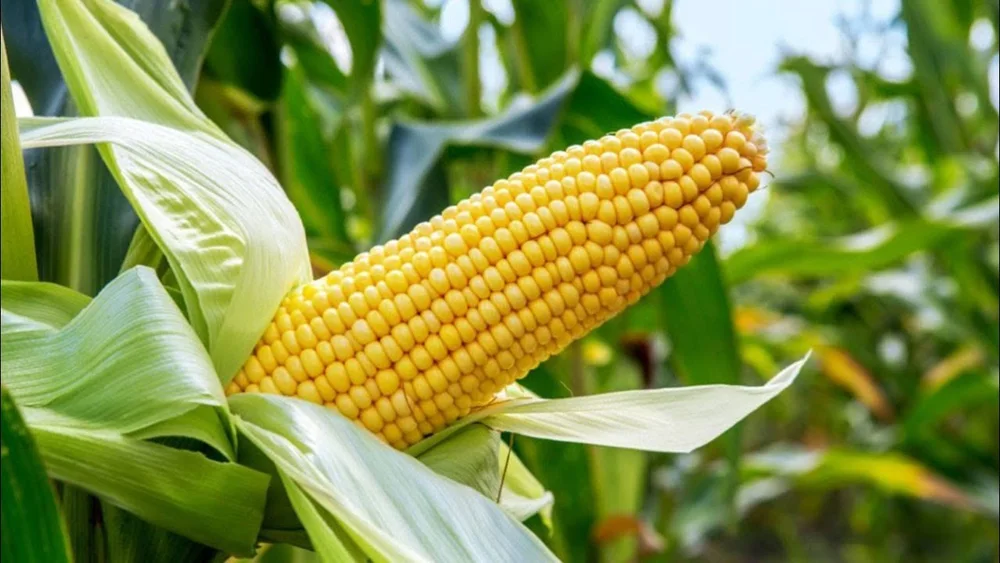 An ear of maize on a green stalk